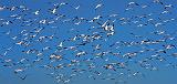 Snow Geese Flyout_30735